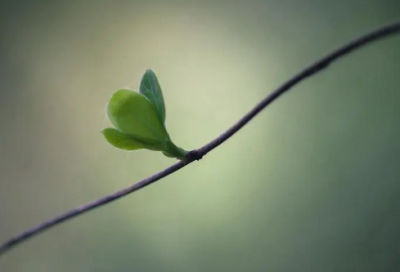 100个来自古诗词中的惊艳名字