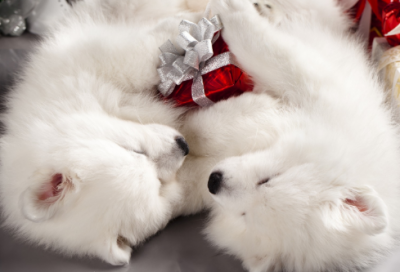 开茶店取个什么名字好 茶店起名大全寓意