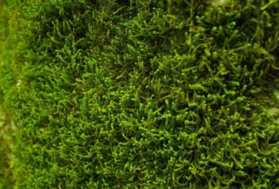 永远爱一个人的网名(精选68个)