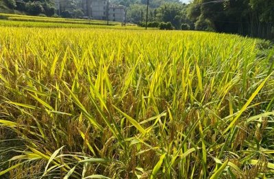 沙雕不失优雅的网名