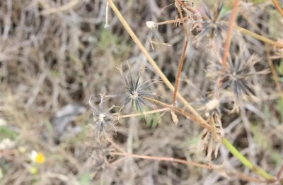 唯美古风好听诗意昵称