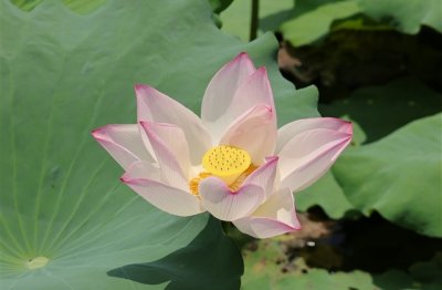 简单顺口的三字网名(616个)