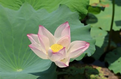 四字的意境网名(优选538个)